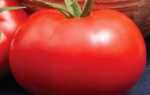 Низькорослі томати для відкритого грунту і теплиць: кращі сорти і їх особливості