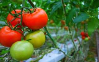 Календар догляду за томатами по місяцях. фото