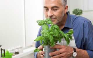 Секрети вирощування овочів в домашніх умовах з серії насіння «Чотири літа»