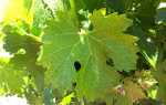 Виноградне листя — користь і шкода, корисні властивості і протипоказання + відео