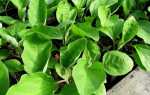 Посадка насіння баклажанів на розсаду: правила посіву, вирощування і догляду в домашніх умовах |