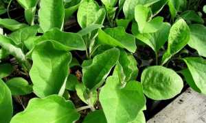 Посадка насіння баклажанів на розсаду: правила посіву, вирощування і догляду в домашніх умовах |