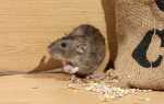 Засоби проти мишей на дачі — чим труїти, як вивести, відео