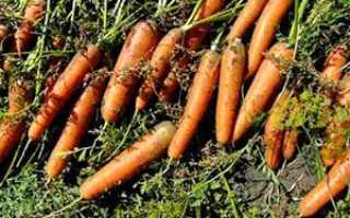 Коли краще садити моркву, щоб зберегти — відео