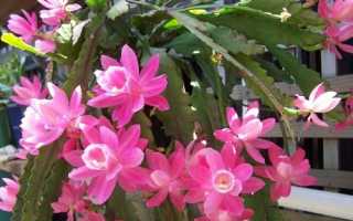 Кактус Епіфіллум: особливості рослини і популярні види, відео