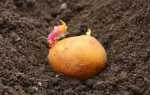 Коли садити картоплю, сортові особливості посадки, прикмети, відео