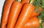 Особливості вирощування моркви, відео