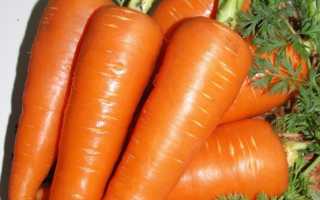 Особливості вирощування моркви, відео
