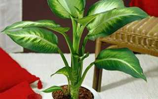 Диффенбахія -пересадка рослини з довгим стволом в домашніх умовах, відео