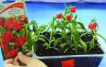 Вирощування флоксів з насіння — терміни посіву, пікіровка, відео
