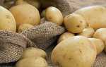 Фото і опис хвороб картоплі — альтернаріоз, чорна ніжка, фітофтороз, парша