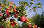Яблуня — вирощування дерева з кореневласних саджанців, відео