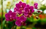 «Амінозол для орхідей» — рідке органічне добриво з повним комплексом амінокислот