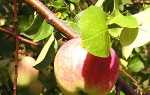 Хвороби яблунь — опис, профілактика, лікування, відео