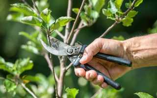 Основні помилки при обрізанні плодових дерев