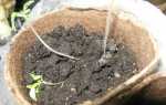 Чорна ніжка у розсади томатів, що робити як лікувати Фото