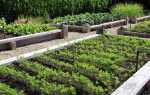 Морква Самсон: характеристика і опис сорту, його врожайність, як садити, догляд і зберігання
