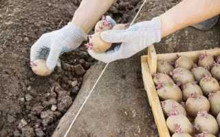 Чи можна садити картоплю в червні: переваги і недоліки способу, відео
