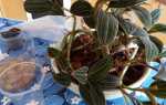 Розмноження орхідеї лудізіі діленням куща, живцюванням, відео