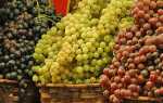 Фото і опис кращих сортів винограду для ринку + відео