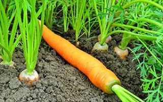 Грамотний полив і підгодівля моркви — запорука багатого врожаю, відео