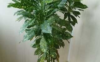 Аукуба як кімнатна рослина: опис, популярні різновиди, відео