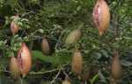 Мікроцітрус австраласіка — особливості рослини, відео