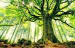 Дерево бук — де росте в Росії, опис і фото, властивості, відео