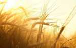 Пшениця — передпосівна обробка насіння для гарного врожаю, відео