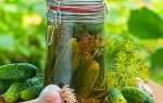 Огляд кращих сортів огірків для засолювання і консервування з фото і описом