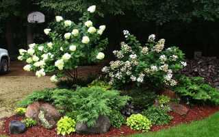 Красиві декоративні чагарники для саду і дачі — фото з назвами, низькі і високі кущі, фото, відео