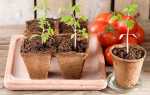 Як виростити розсаду помідорів будинку в 2019-му році: правила догляду і вирощування, правильний посів |