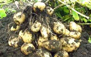 Догляд за картоплею, висаджених у відкритий грунт + відео