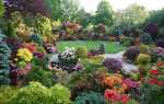 Декоративний чагарник — невибагливі садові весеннецветущие кущі, відео