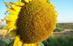 Соняшник Бузулук: опис сорту, вирощування, відео