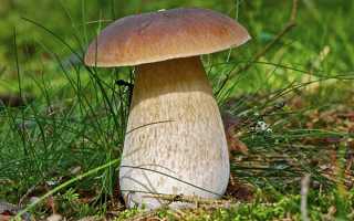 Корисні властивості білих грибів — харчова цінність, настоянка, відео
