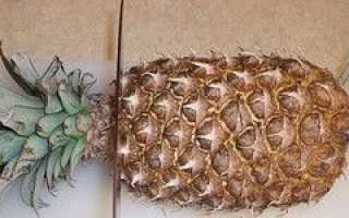 Вирощування ананаса в домашніх умовах — посадка, догляд з верхівки, чубчика. Хвороби, цвітіння і плід