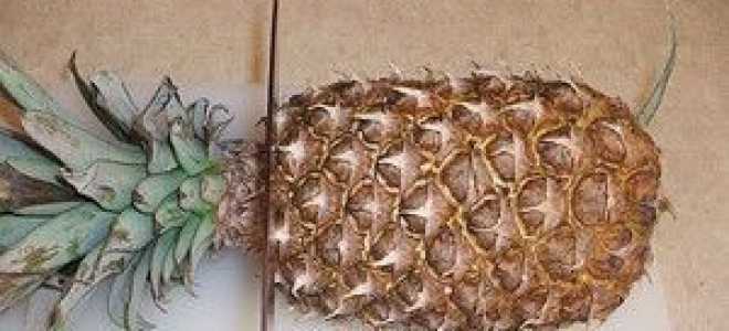 Вирощування ананаса в домашніх умовах — посадка, догляд з верхівки, чубчика. Хвороби, цвітіння і плід