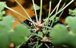 Герань — прищіпка точок зростання для формування крони рослини, відео