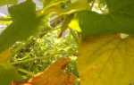 Чому жовтіє листя у огірків?