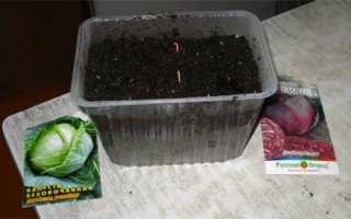 Коли садити капусту на розсаду: строки посіву для окремих сортів, відео