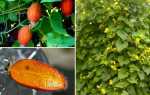 Тладіанта червоний огірок — вирощування в саду, відео