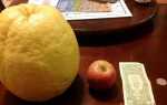 Вирощування лимона. Як виростити лимон в домашніх умовах? Догляд за лимоном