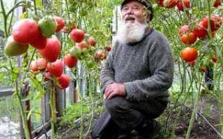 Огляд кращих сортів помідор для Уралу з фото + відео