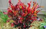 Кротон — фото видів кодіеум і як цвіте рослина, відео