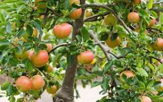 Щеплення яблуні влітку зеленими живцями, в розщепів, на дички + відео