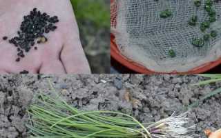 Вирощування цибулі з насіння за один сезон через розсаду Правила посіву і догляду Відео