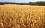 Озима пшениця — фази розвитку, технологія обробітку, листкове підживлення, відео