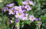 Геліотроп квітка — посадка і догляд у відкритому грунті, види і сорти, фото, відео