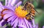 Як залучити бджіл на ділянку, 10 рад, відео